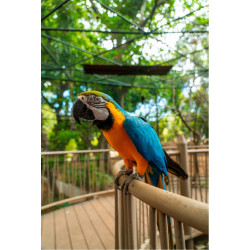C. NATIONAL AVIARY TOUR
