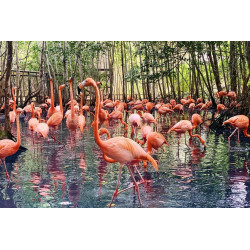 C. NATIONAL AVIARY TOUR