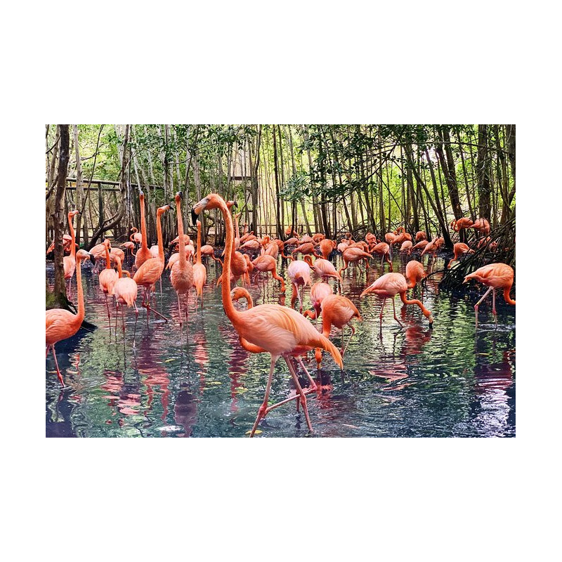 C. NATIONAL AVIARY TOUR