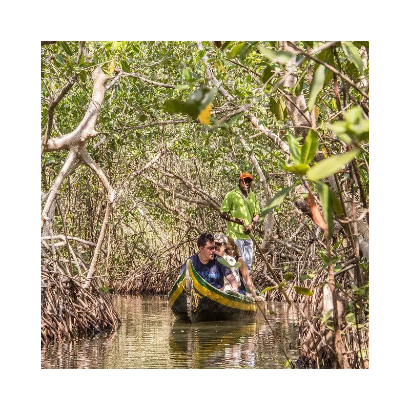C. CIENAGA MANGROVES TOUR
