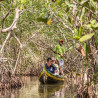 C. CIENAGA MANGROVES TOUR