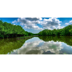 C. CIENAGA MANGROVES TOUR
