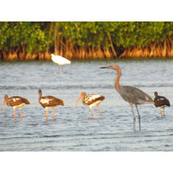 C. CIENAGA MANGROVES TOUR